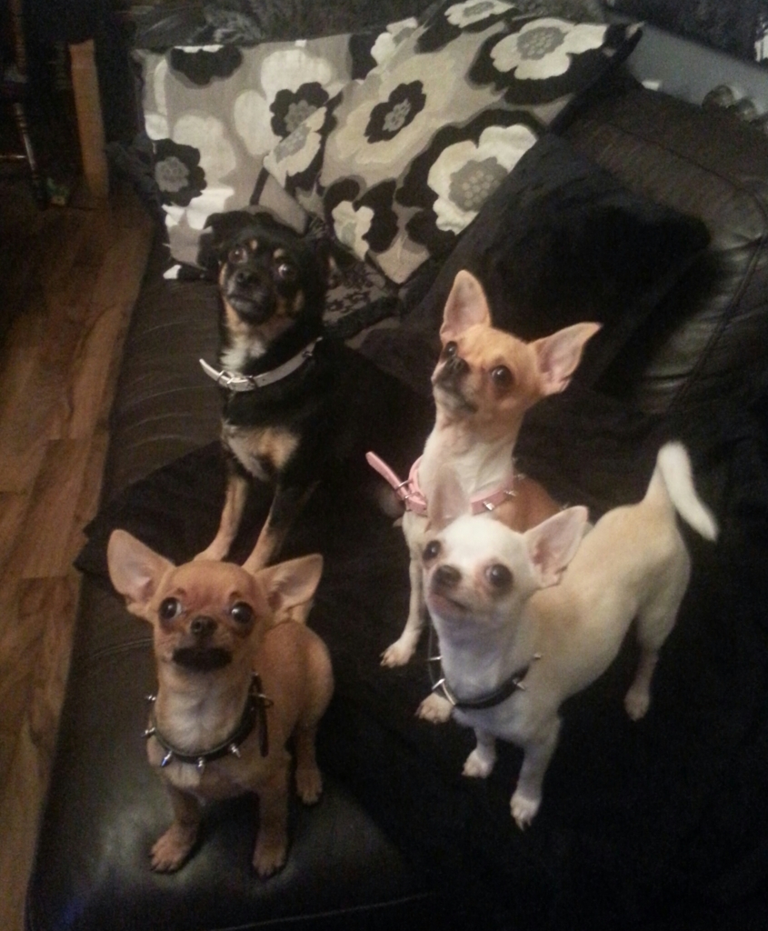 pack of chihuahua